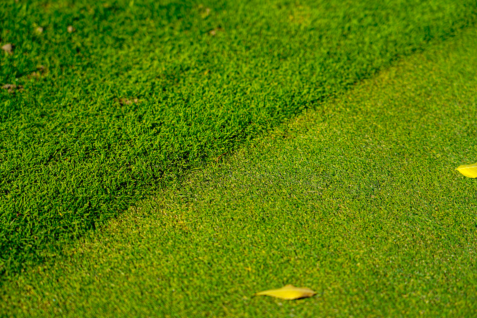 6. Fringe to Green, Defining line between the fringe meeting the green, 20201020, Silver Sage golf course, Miller, Enjoyed the aftenoon prior to leaving on a work trip and found the serenity of the golf course, i liked framing this shot with the line running diagonally with the frame, JPG, ISO 50 68mm f/4 1/400sec