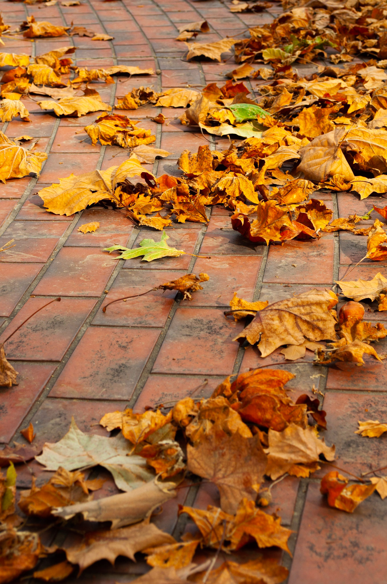 Crunchy Path: Leave covered path, more randomness on a structured patterned walkway, 20201011, Harrison Blvd, MILLER, I enjoy this time of year and this particular street very much and capturing the colors and textures of the fallen leaves, I can 'hear' this photo. Camera Settings: Nikon D5000 ISO 200, 55mm f/10, 1/125s