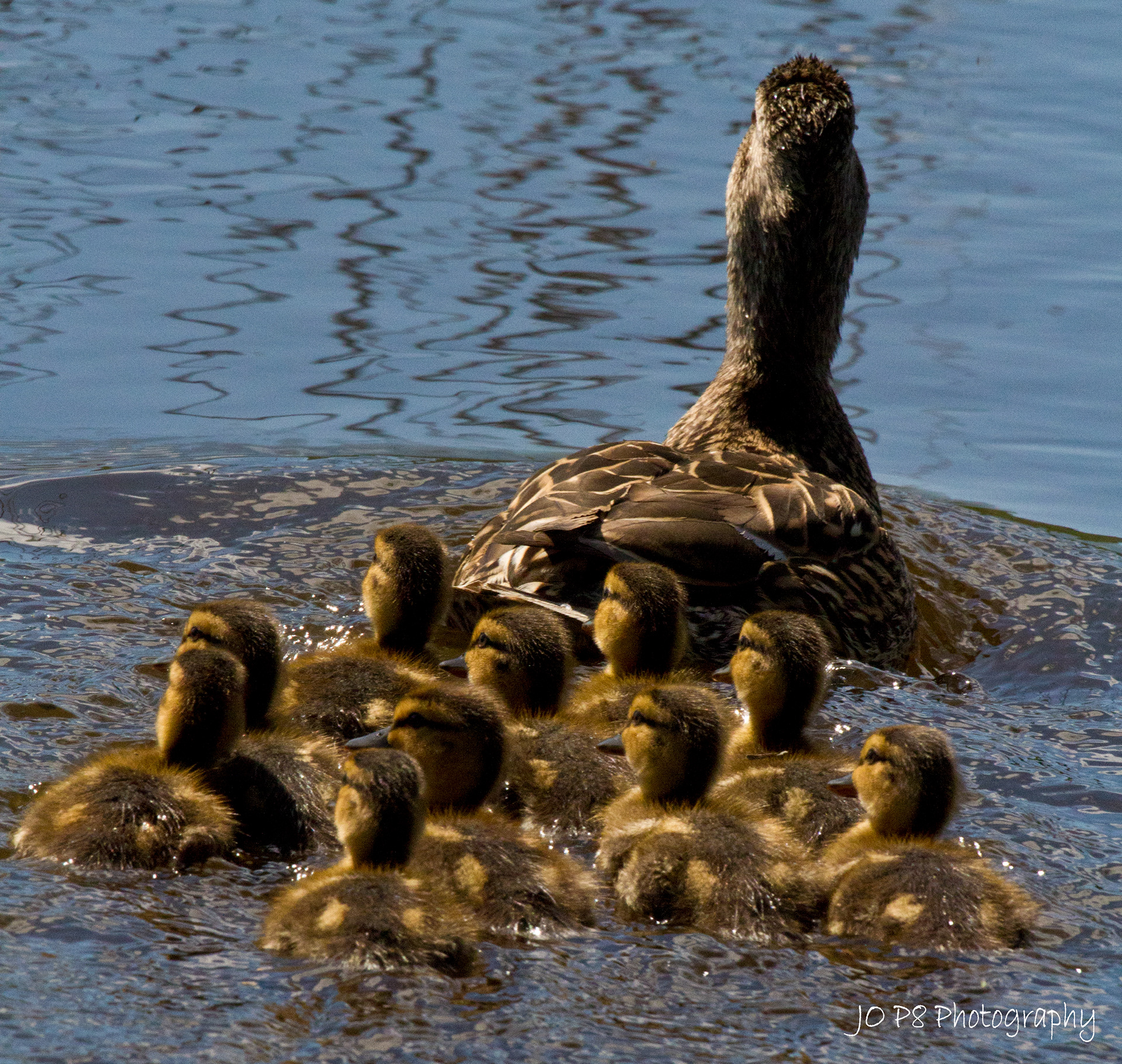 Mama Mallard Leads the Way
