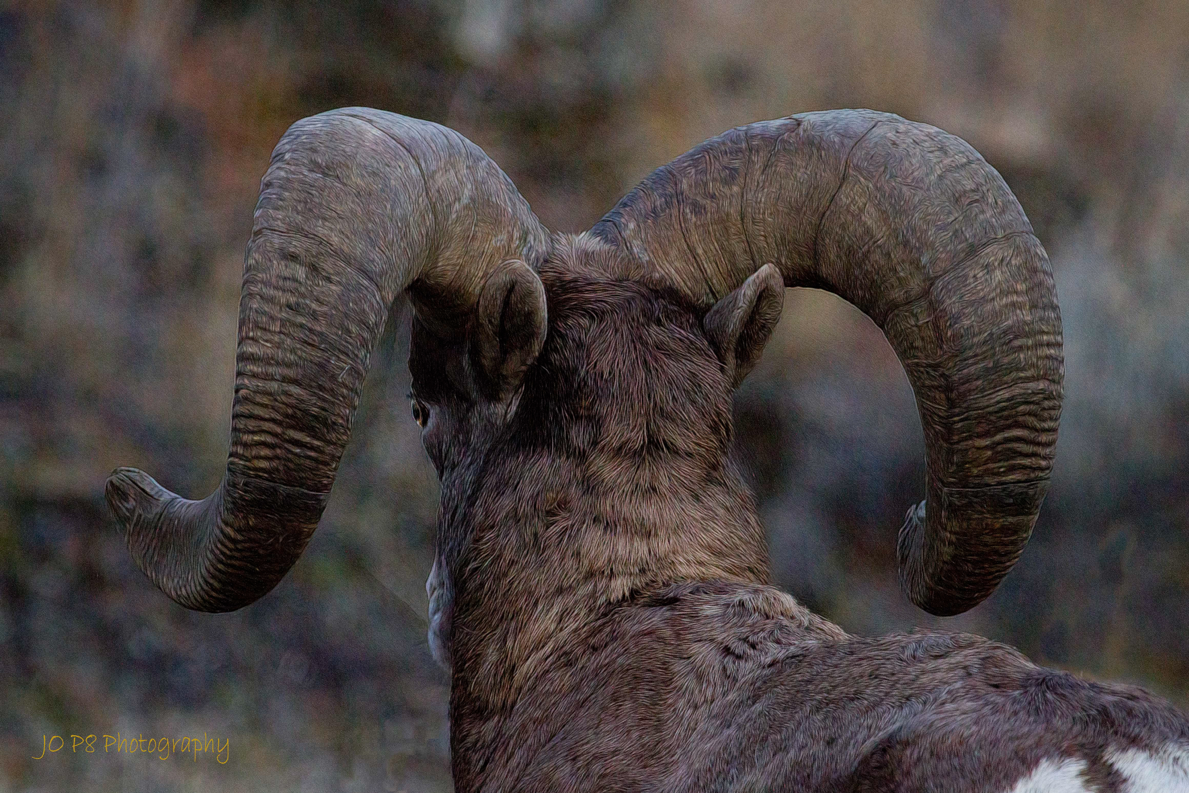 Big Horn Looking Back