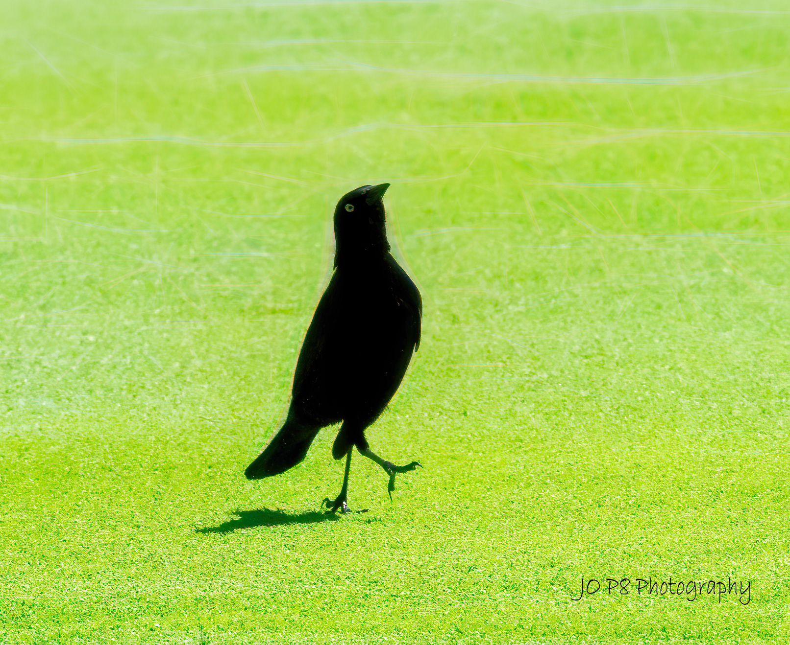 "I'm a Cocky Little Crow, and I Love it"