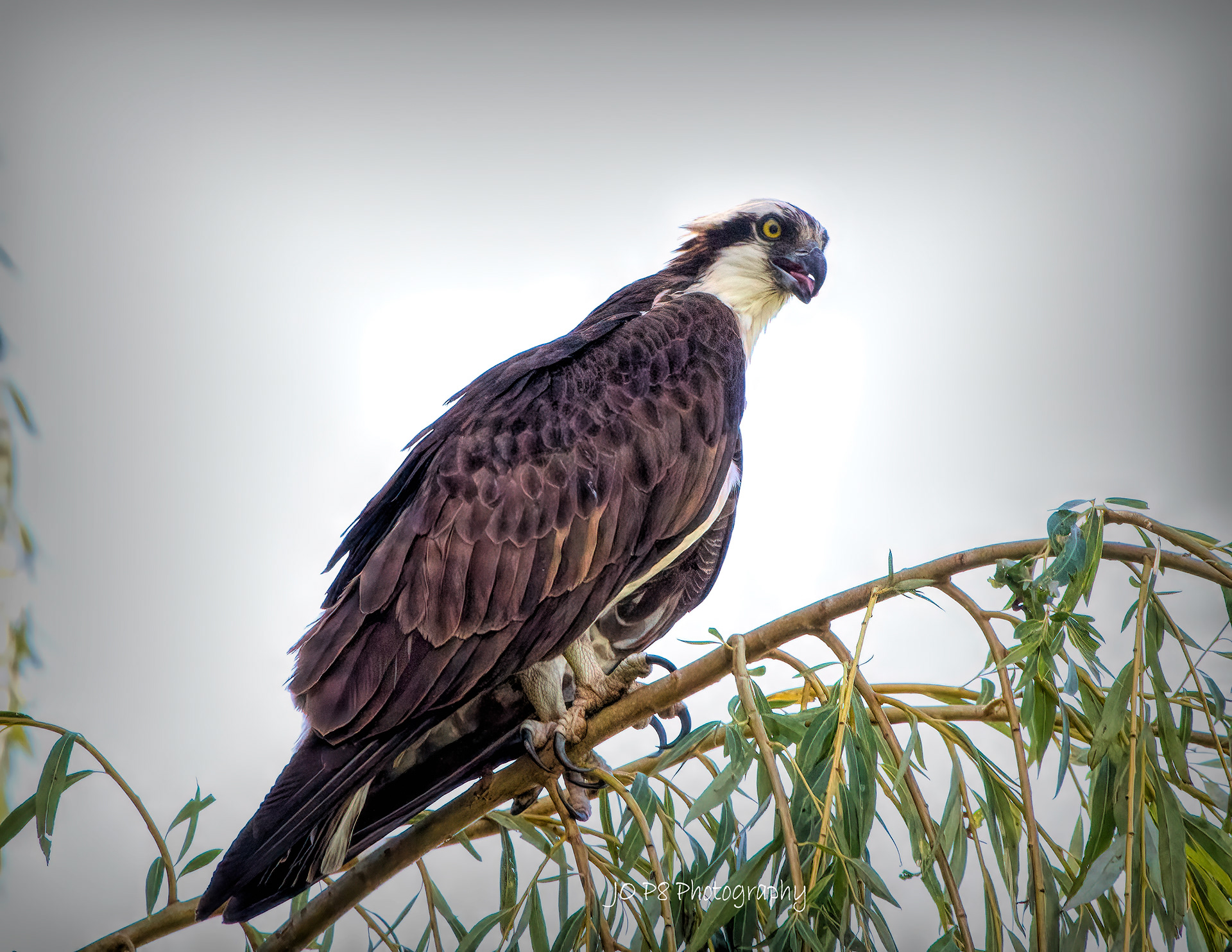 Adult Osprey