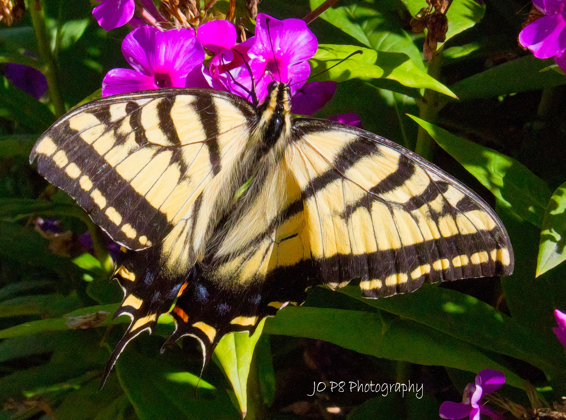 Swallowtail Spreading Wings