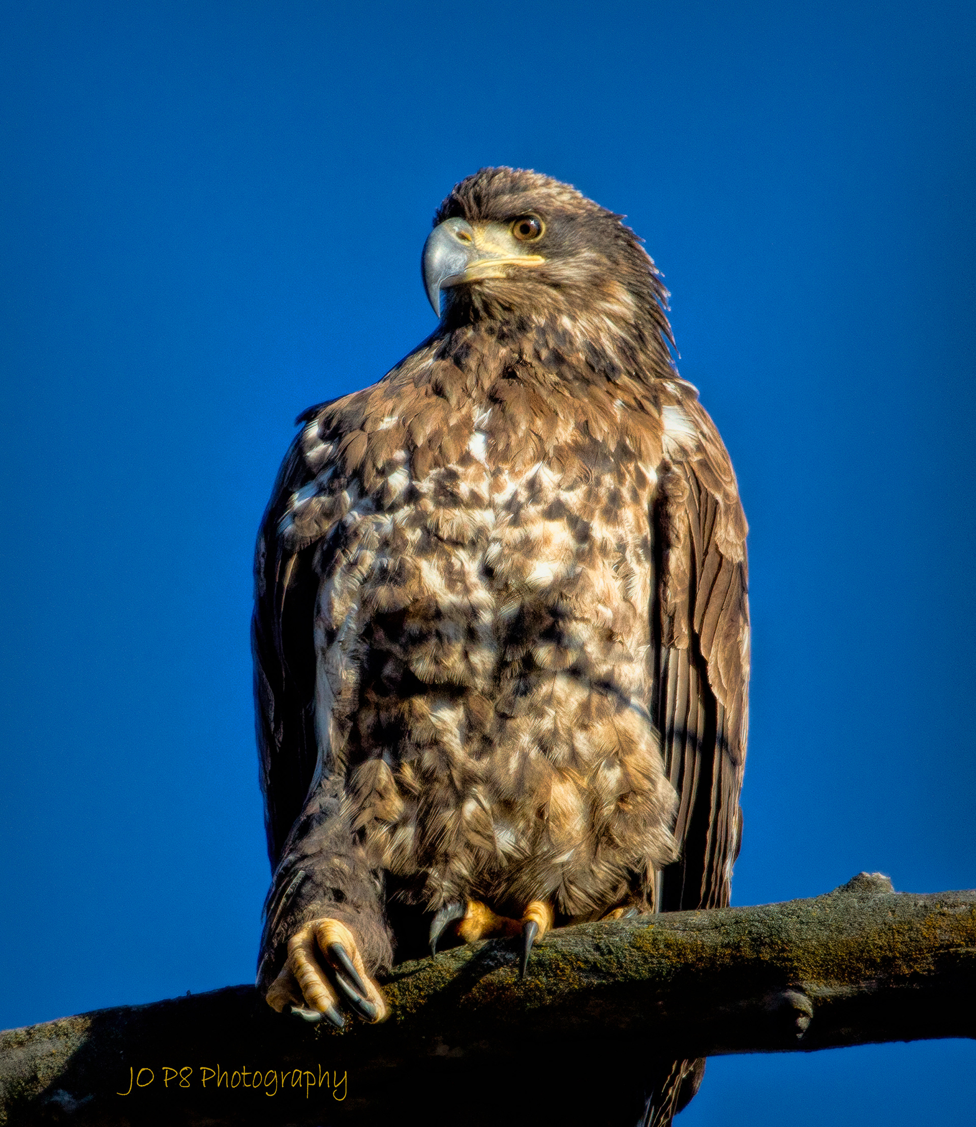 Immature Eagle