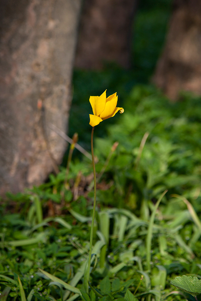 ST 056