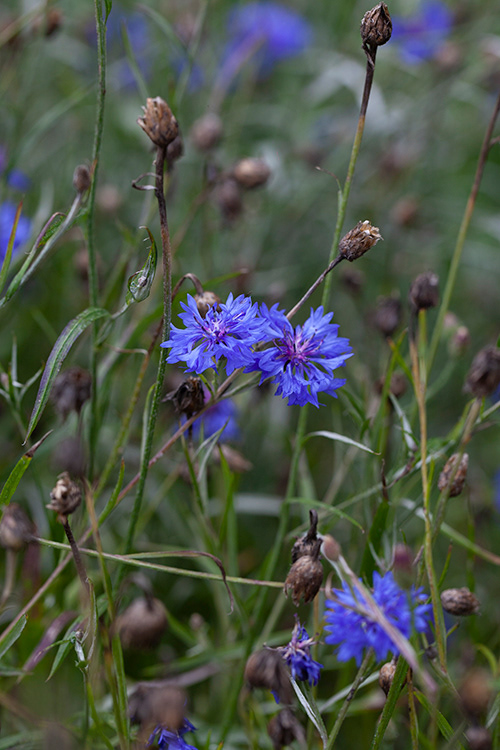 #9957 | korenbloem | cornflower