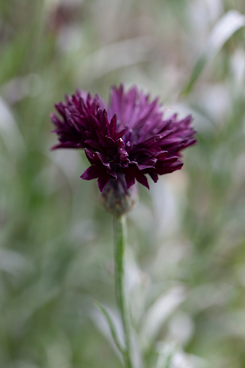 #9947 | Rode Korenbloem | Red Cornflower