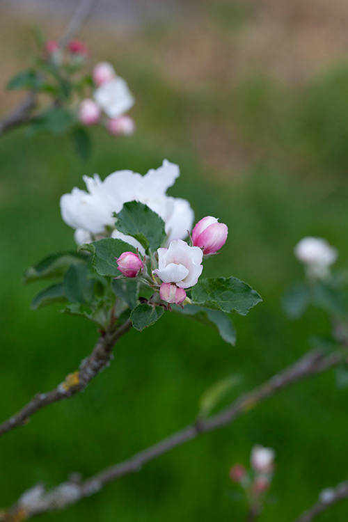 #6883 apple blossom
