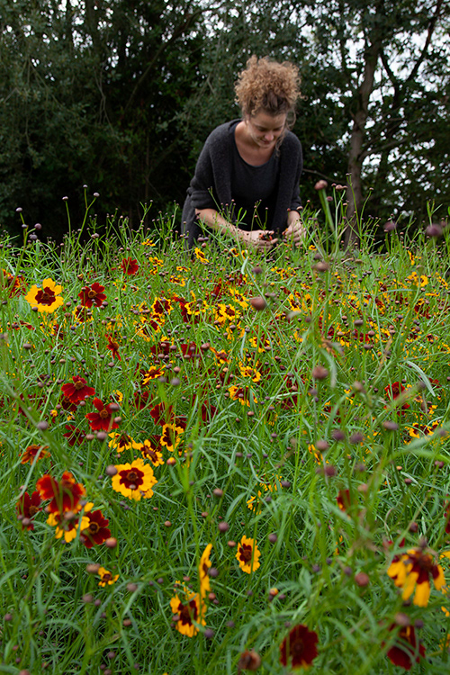 #9584 | Meisjesogen | Coreopsis
