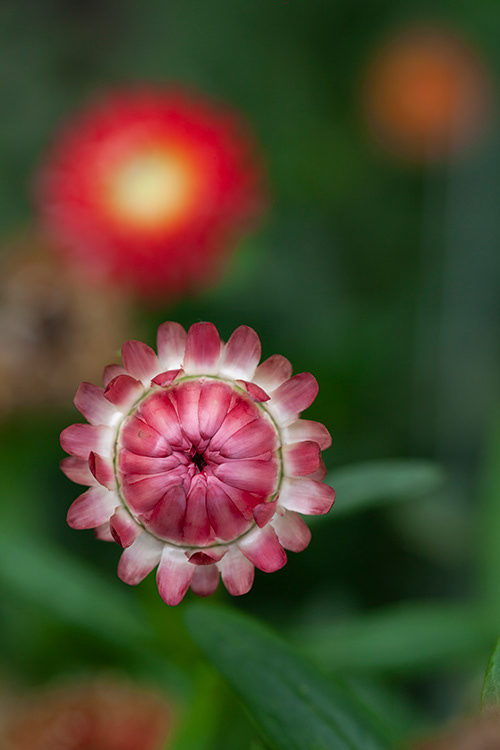 #9968 | Helichrysum | Strobloem | Strawflower