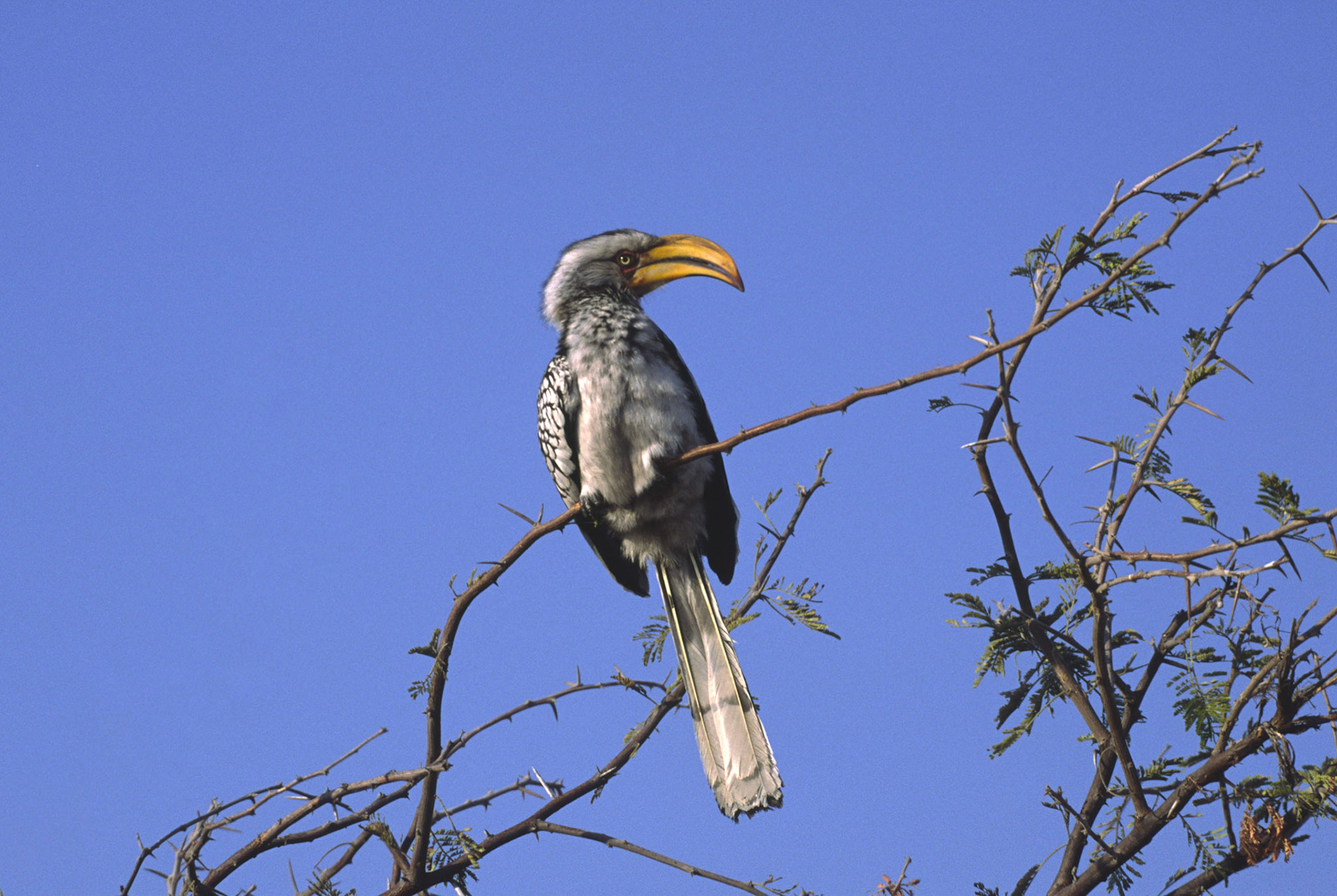Southern Yellow Billed Hornbill, Nxai Pan National Park Botswana