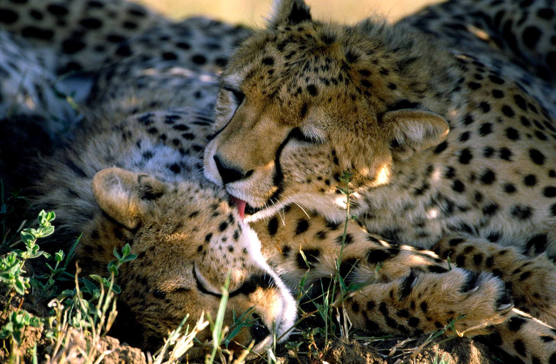 Cheetahs, Masai Mara Kenya