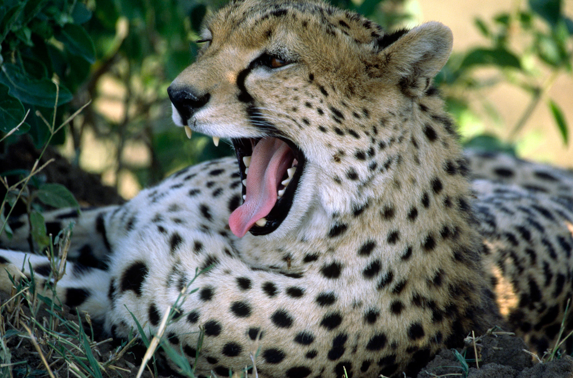 Cheetah, Masai Mara Kenya