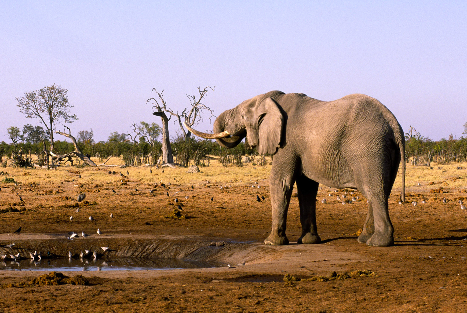 African Elephant, Chobe National Park Botswana