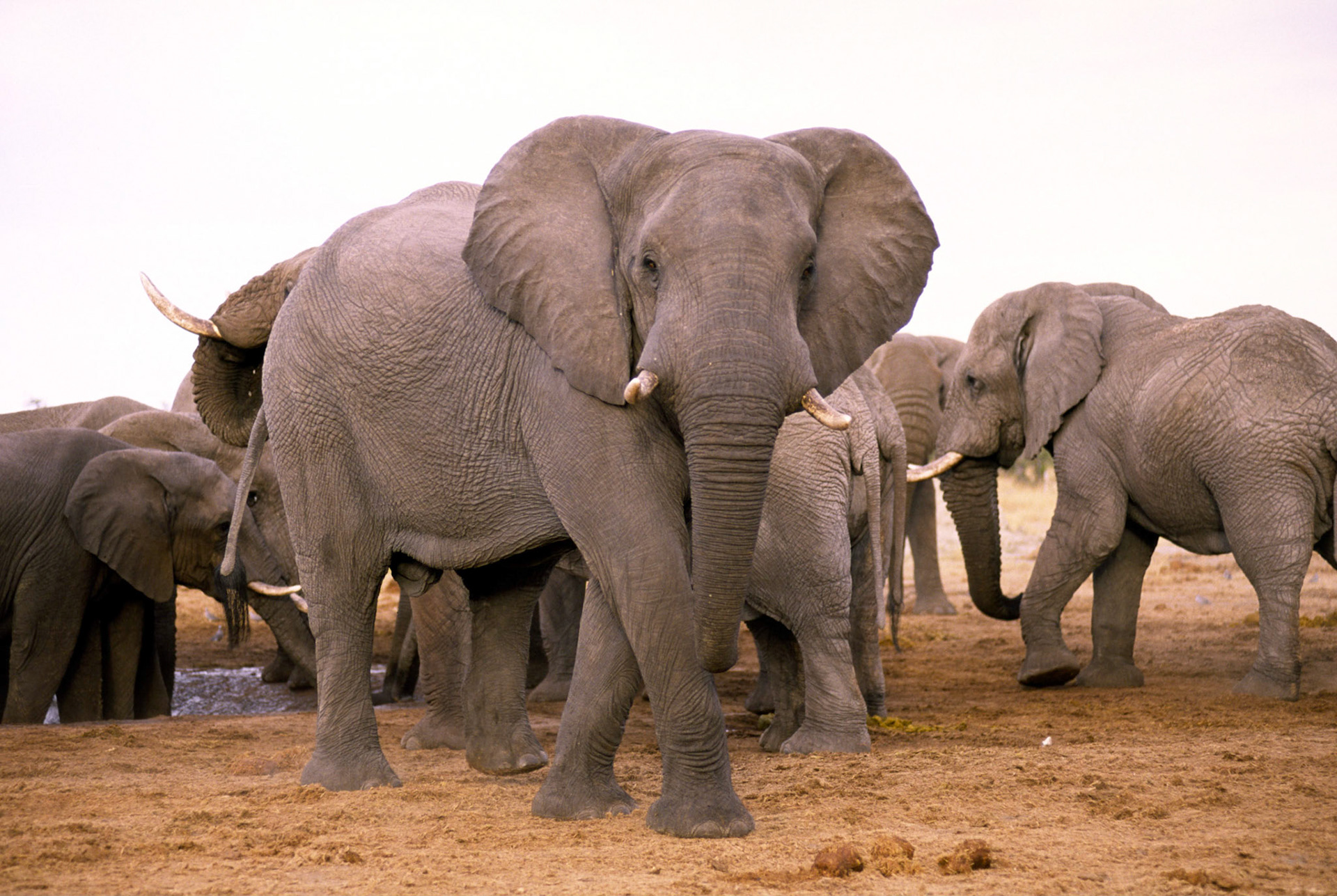 African Elephant, Chobe National Park Botswana