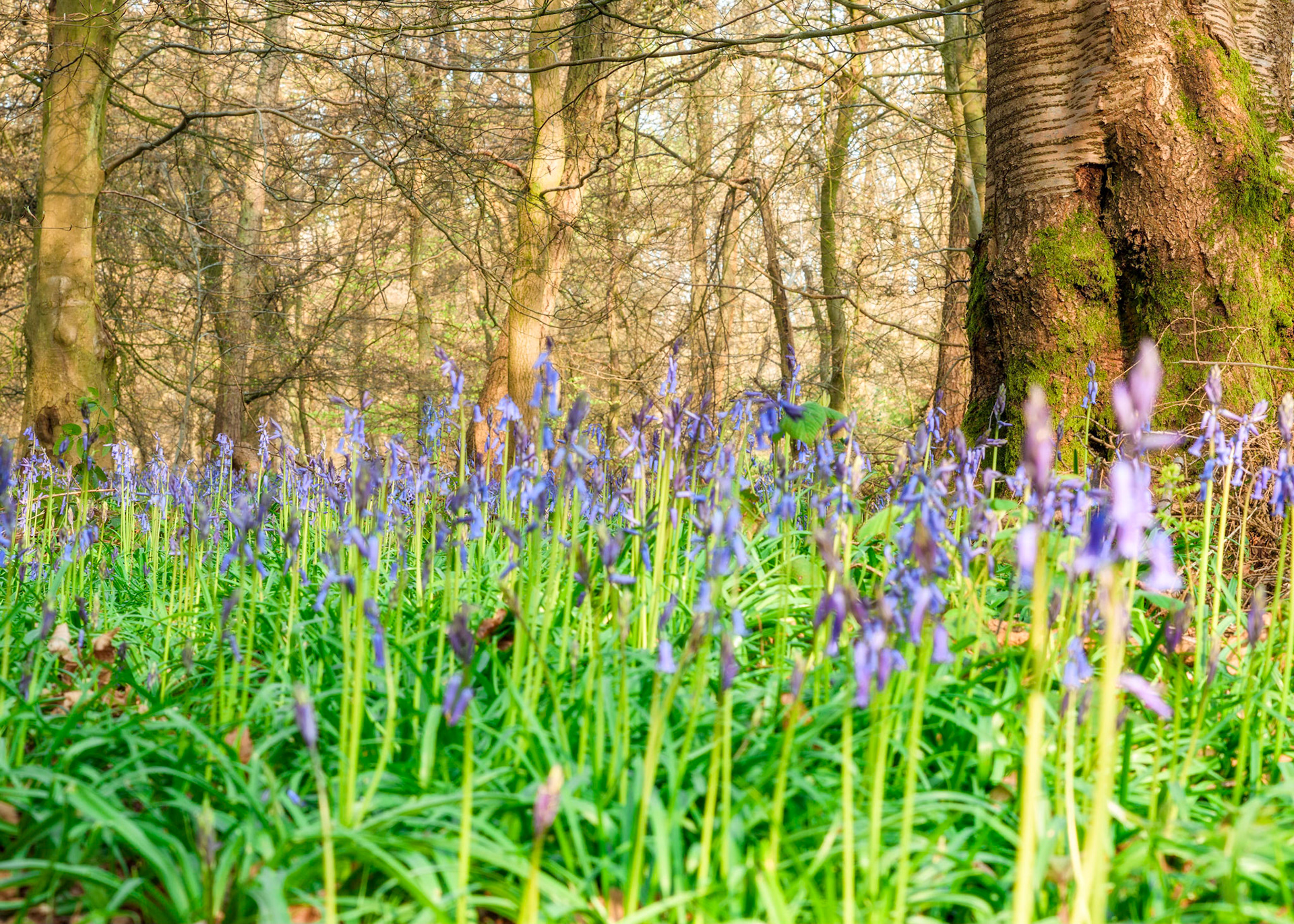 Bluebells, Cowleaze Wood, Oxfordshire