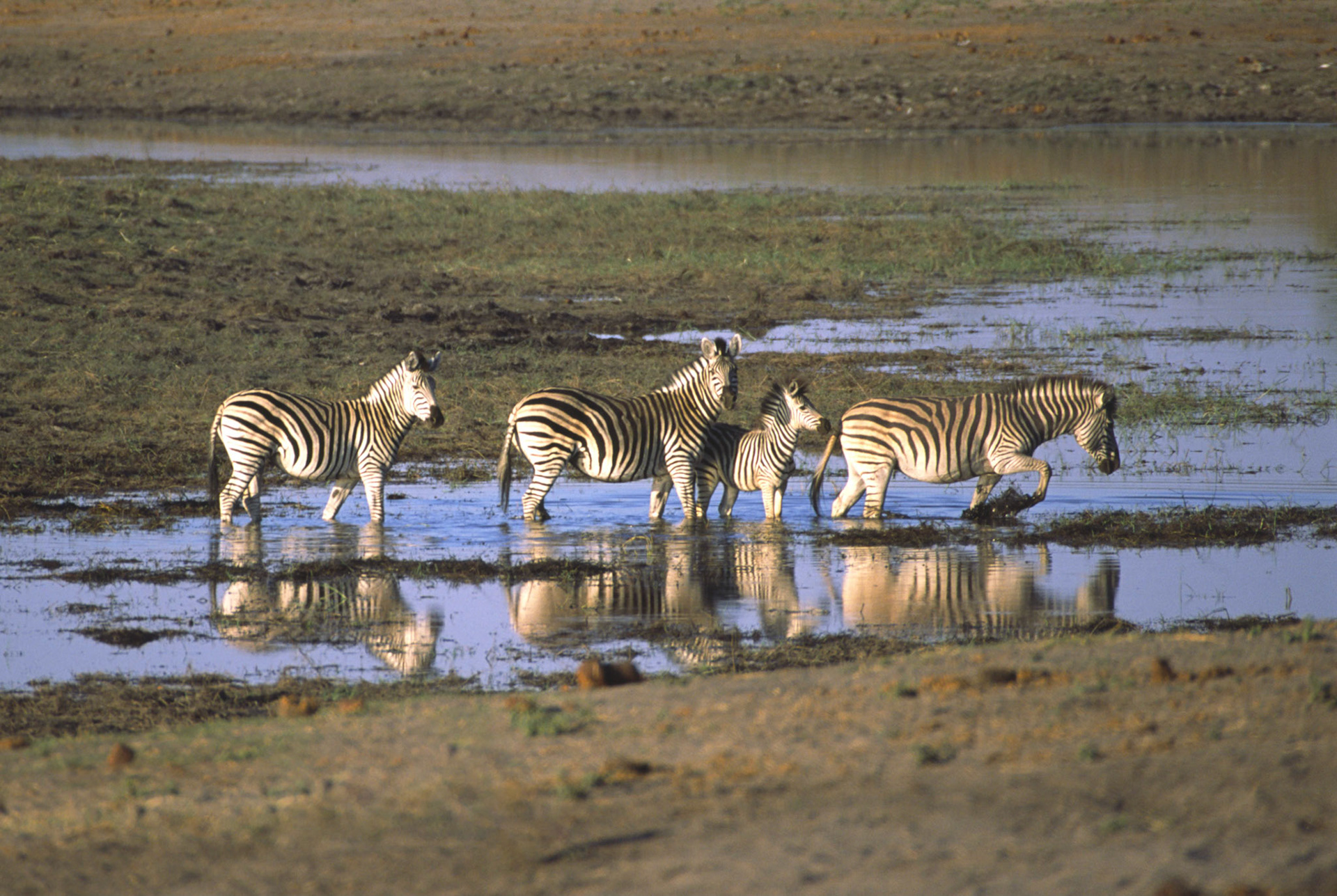 Burchells Zebra crossing Chobe River Botswana