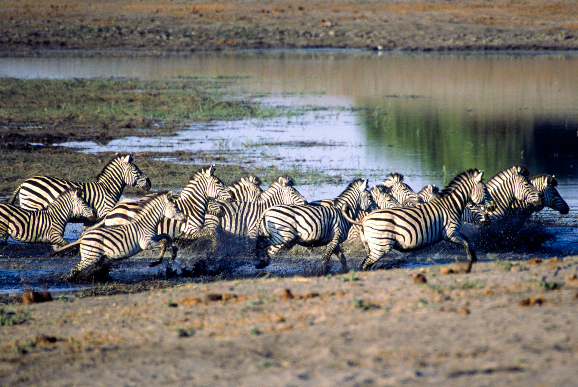 Burchells Zebra crossing Chobe River Botswana