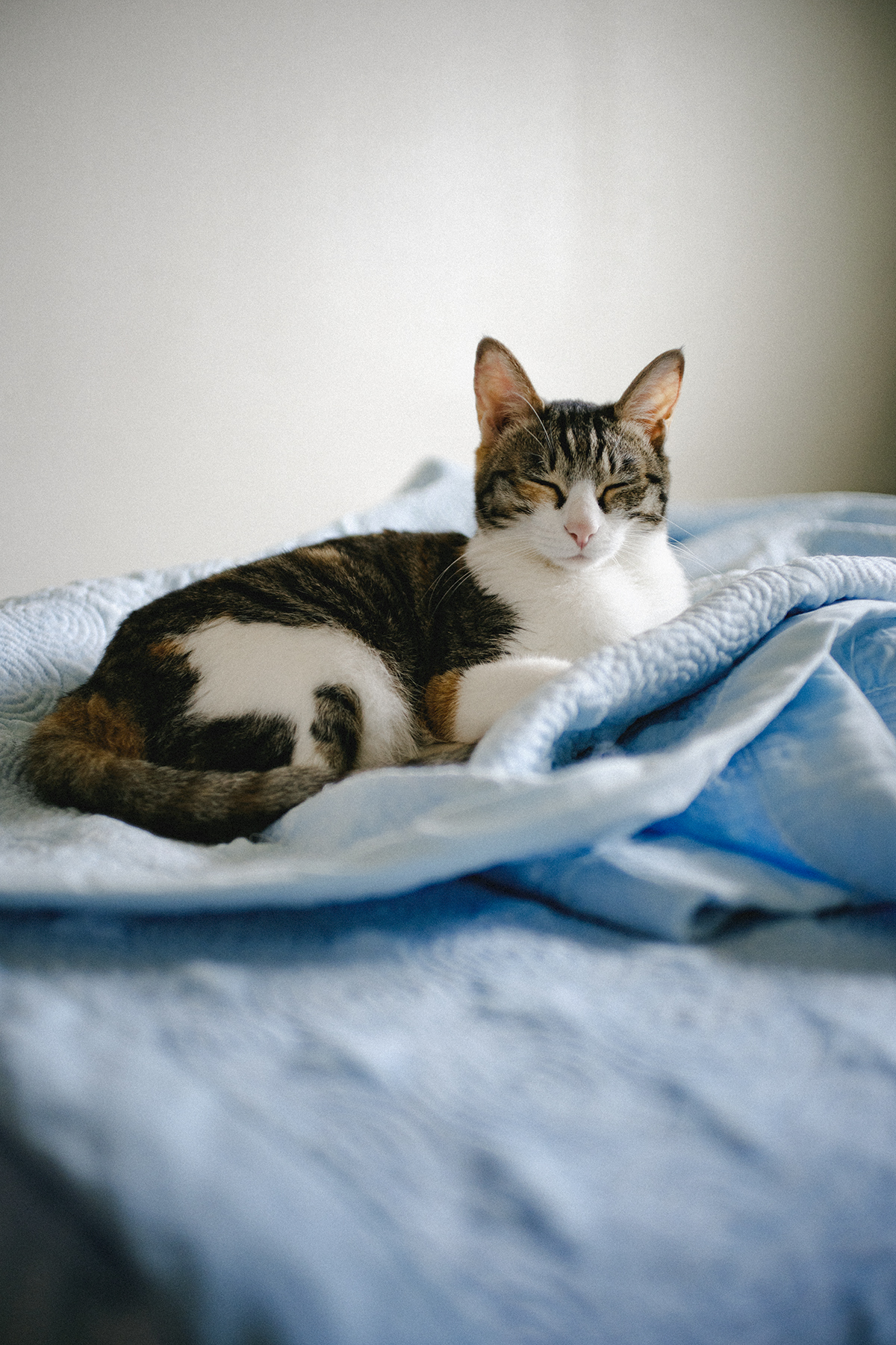 feed img cat