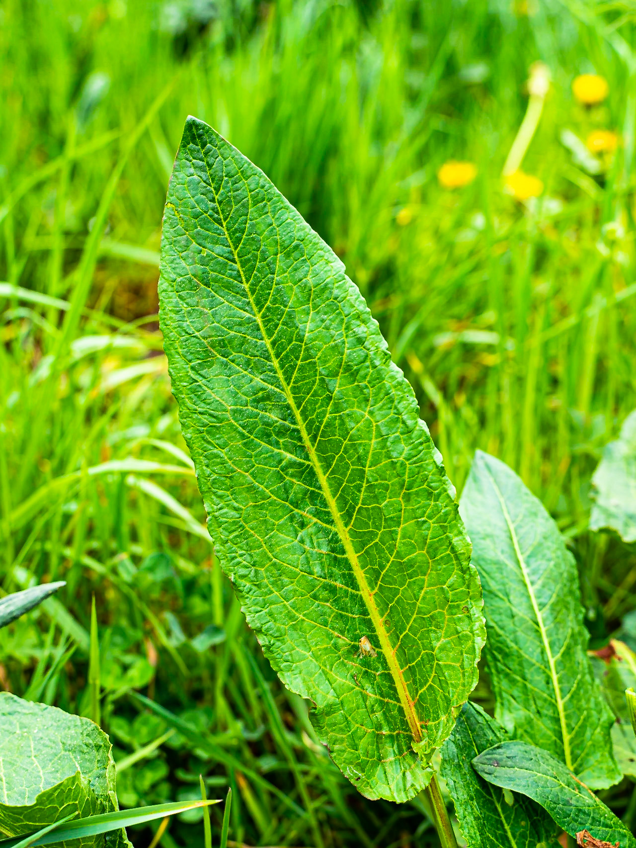 Rumex obtusifolius - Rumex à feuilles obtuses