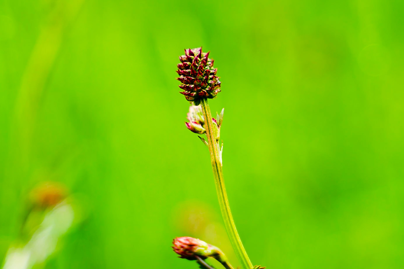 Sanguisorba officinalis - Pimprenelle officinale