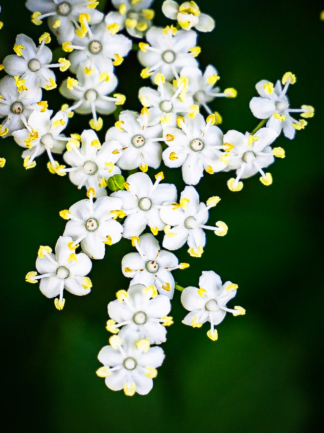Sambucus nigra - Sureau Noir