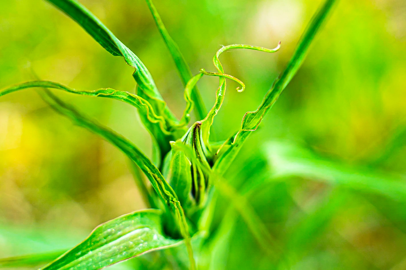 Tragopogon pratensis - Salsifis des prés