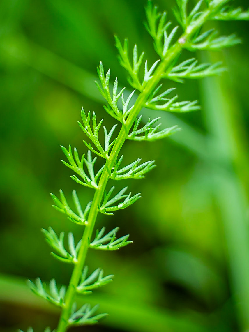 Achillea millefolium - Achillée millefeuille