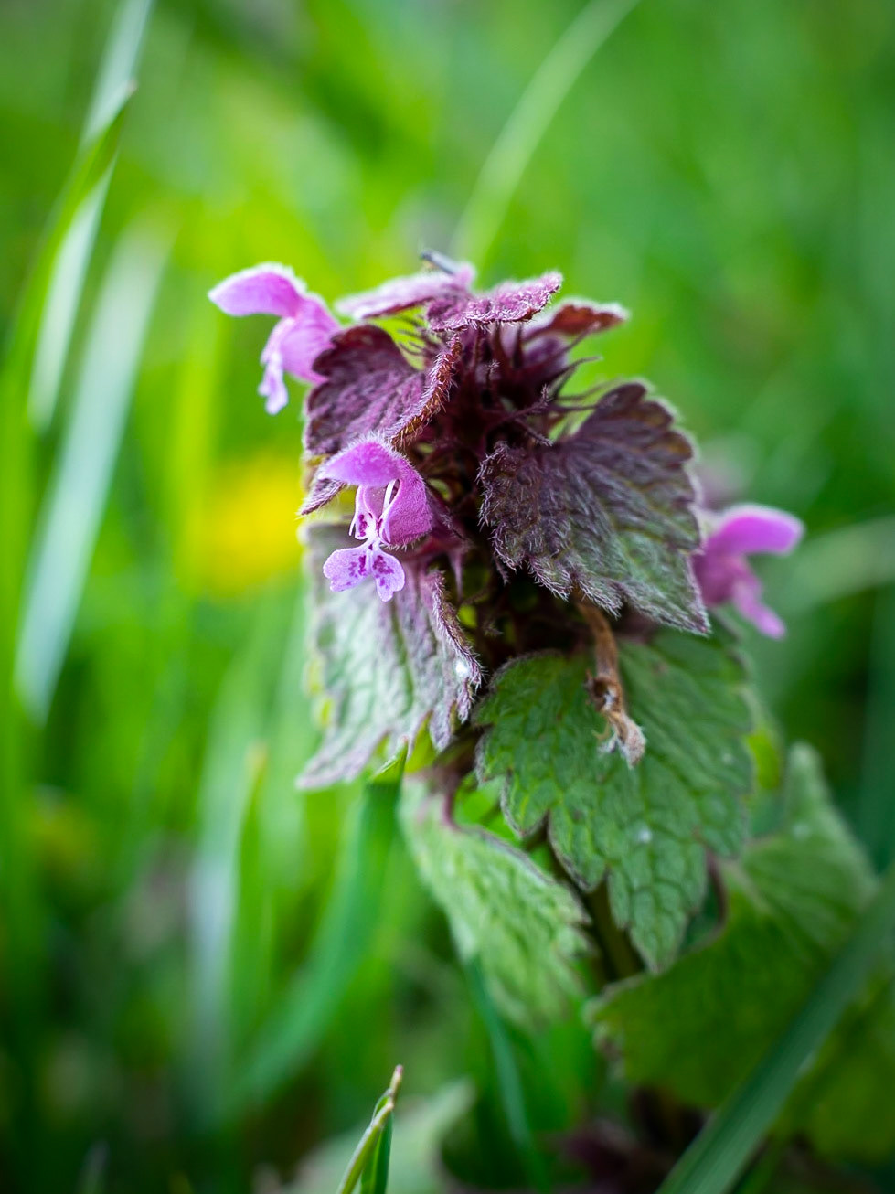 Lamium purpurea - Lamier pourpre