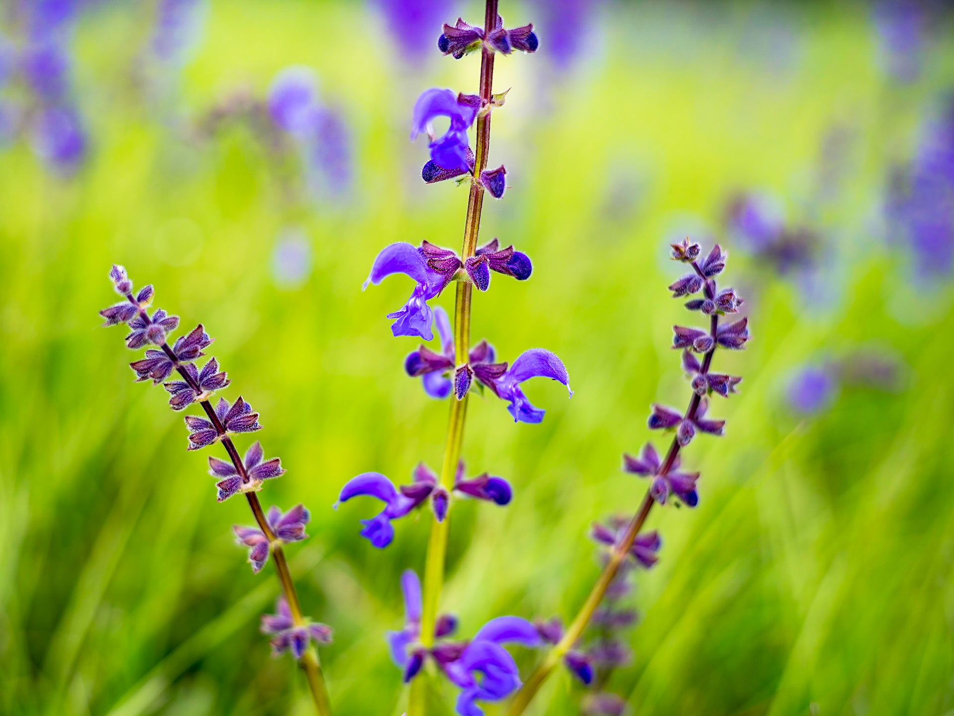 Salvia pratensis - Sauge des prés