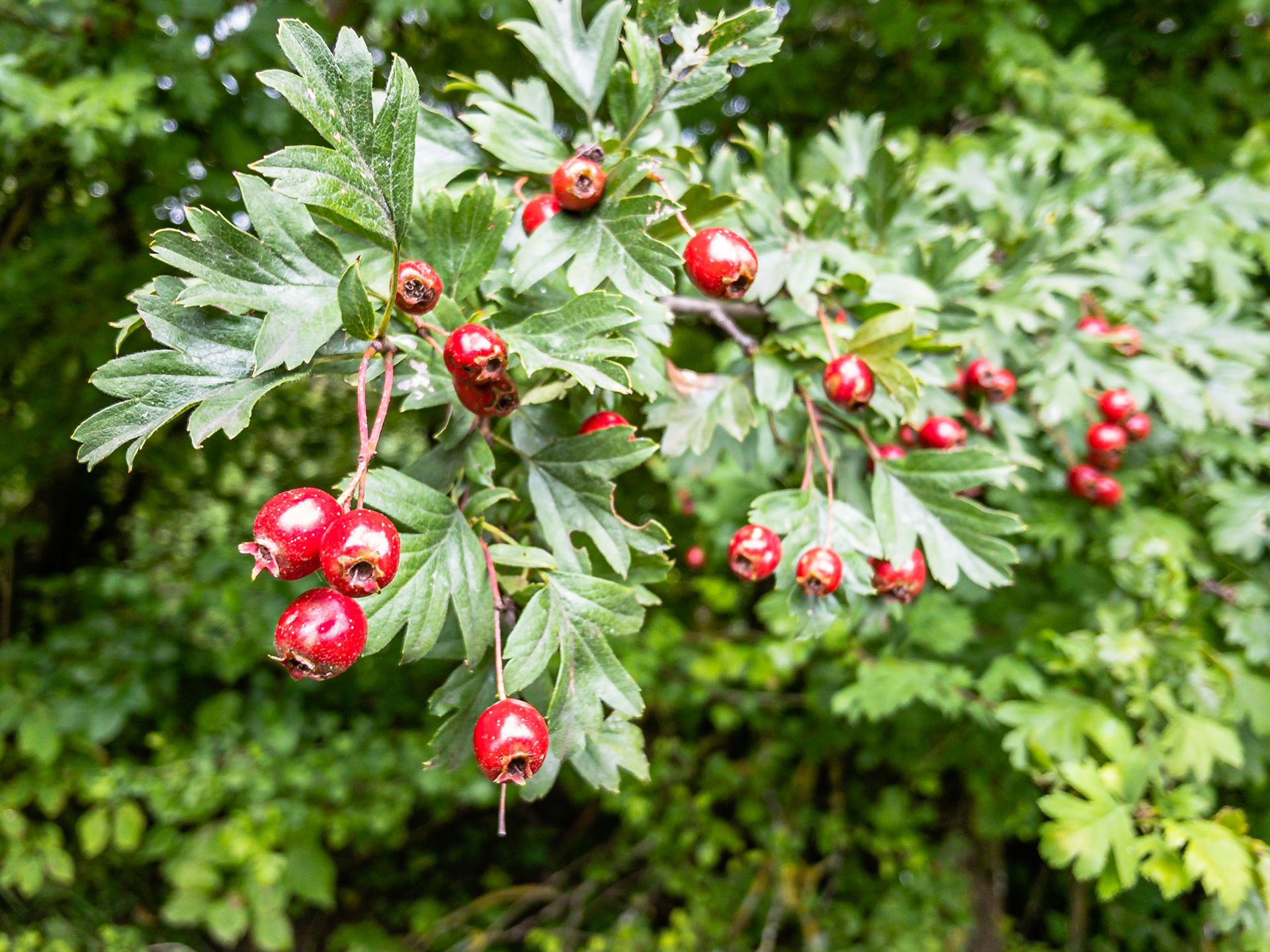 Crataegus monogyna - Aubépine