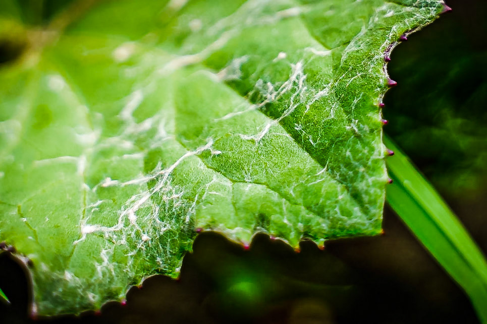 Tussilago farfara - Tussilage