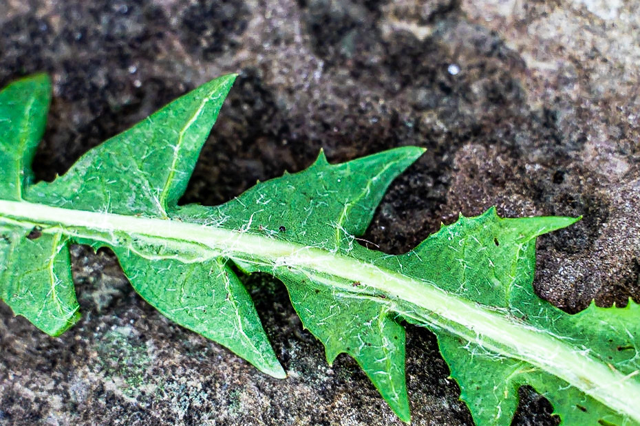 Taraxacum officinale  aggr. - Pissenlit officinal