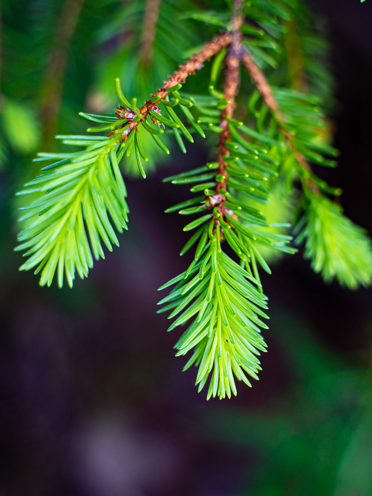 Picea abes - Epicéa commun