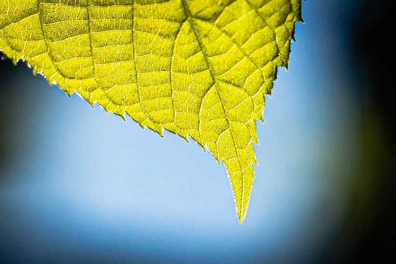 Tilia platyphyllos- Tilleul à grandes feuilles