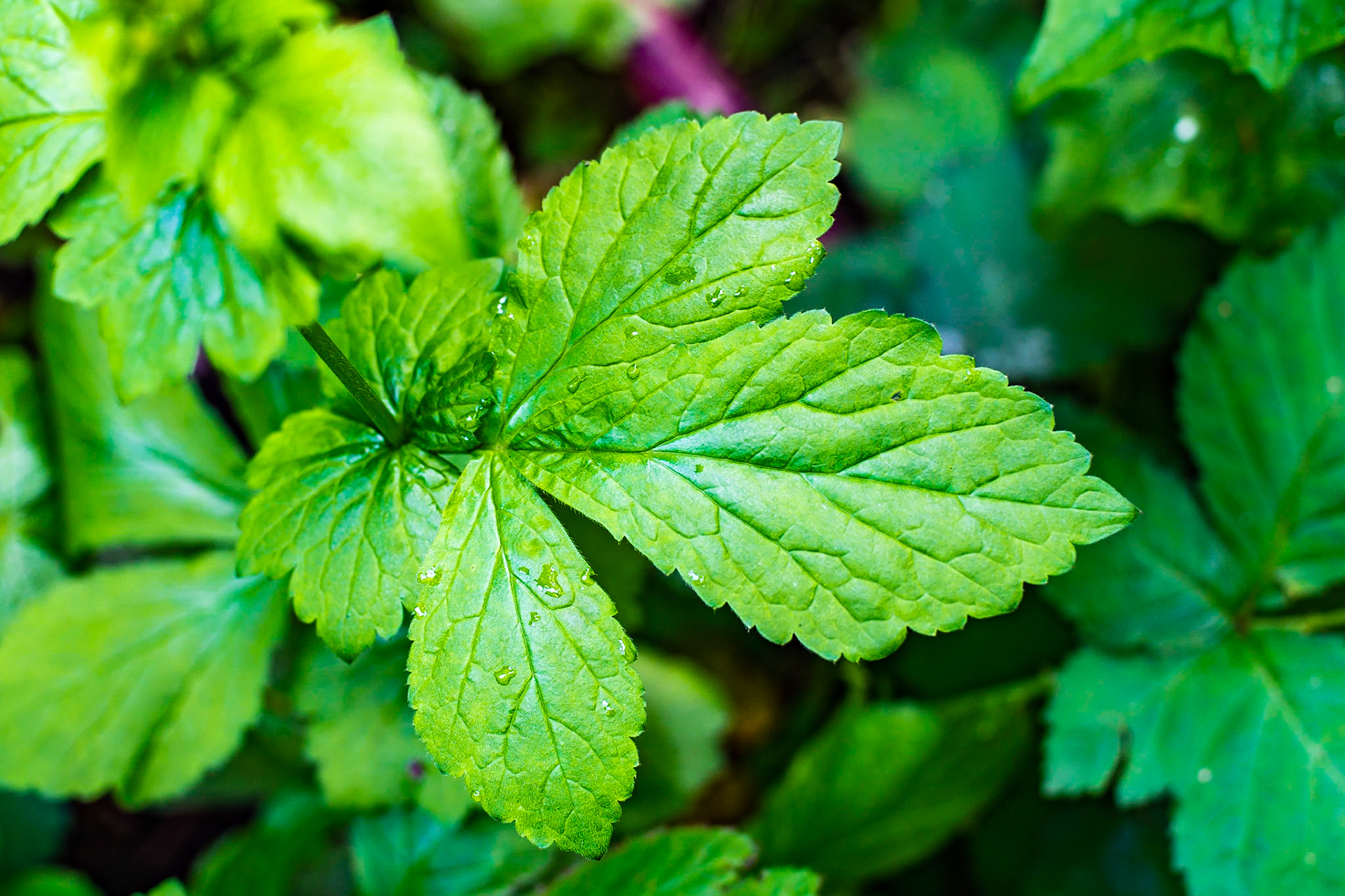 Geum urbanum - Benoite urbaine