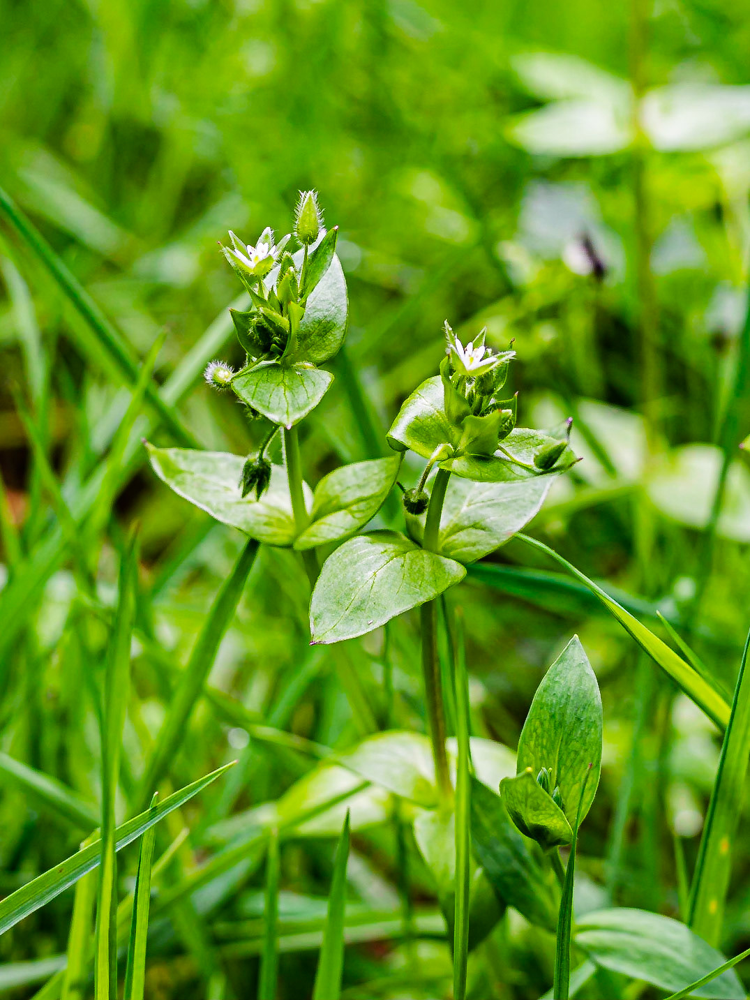 Stellaria media - Stellaire intermédiaire