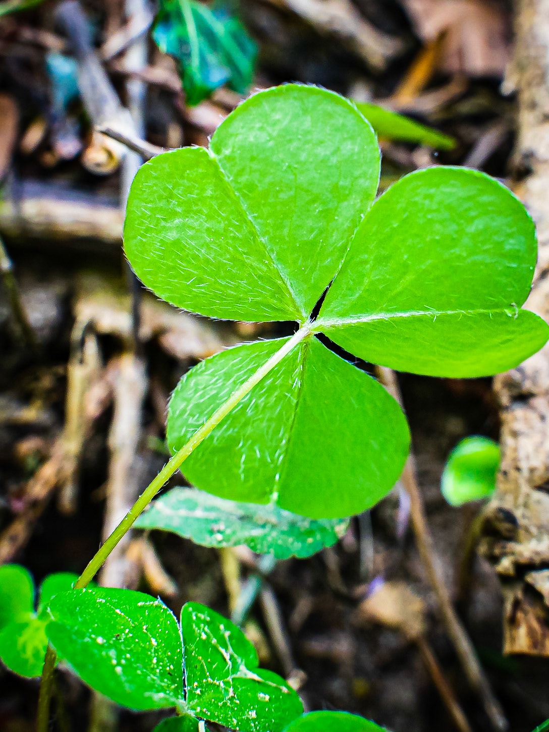 Oxalis acetosella - Oxalis petite oseille