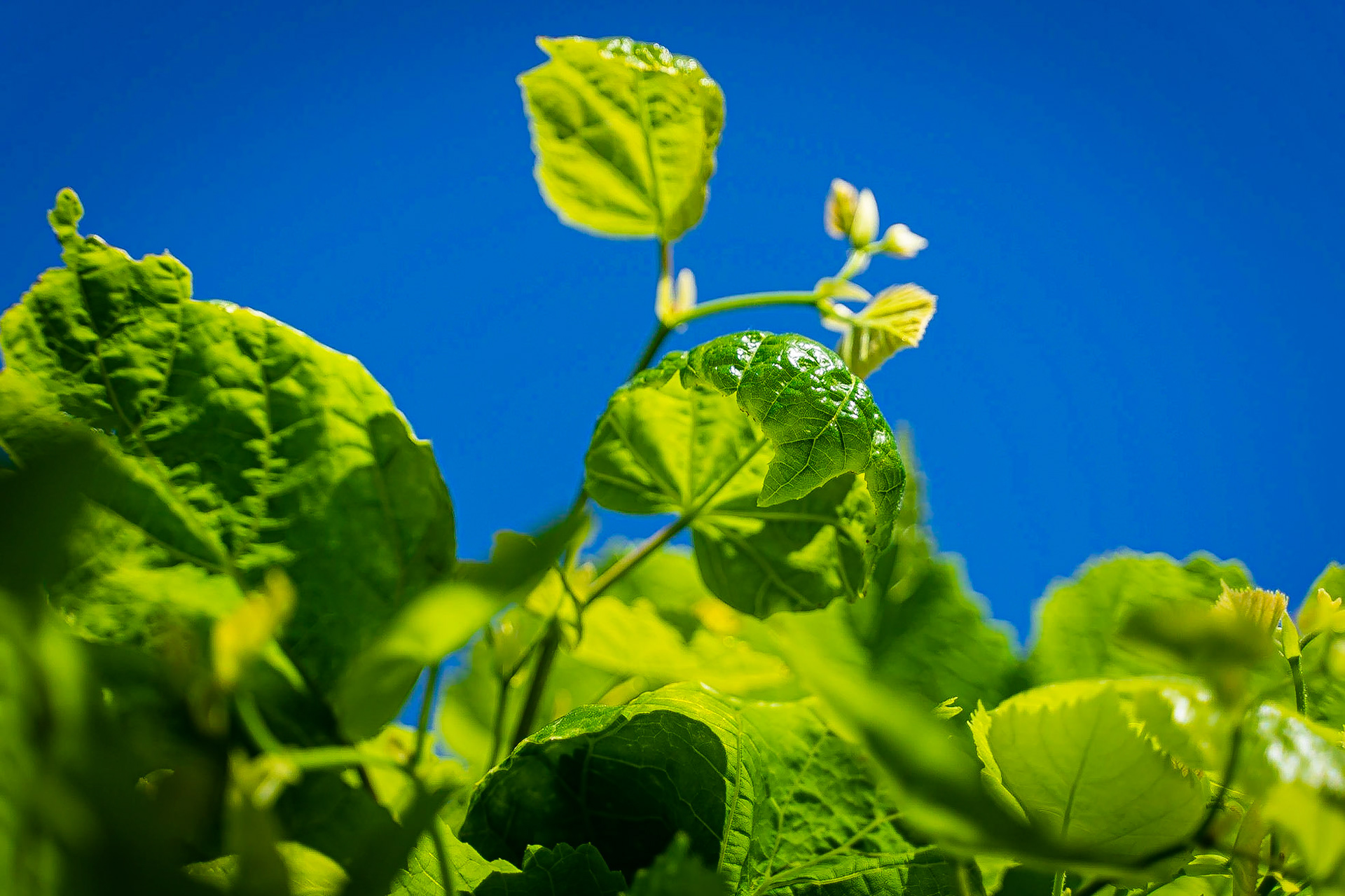 Tilia platyphyllos- Tilleul à grandes feuilles