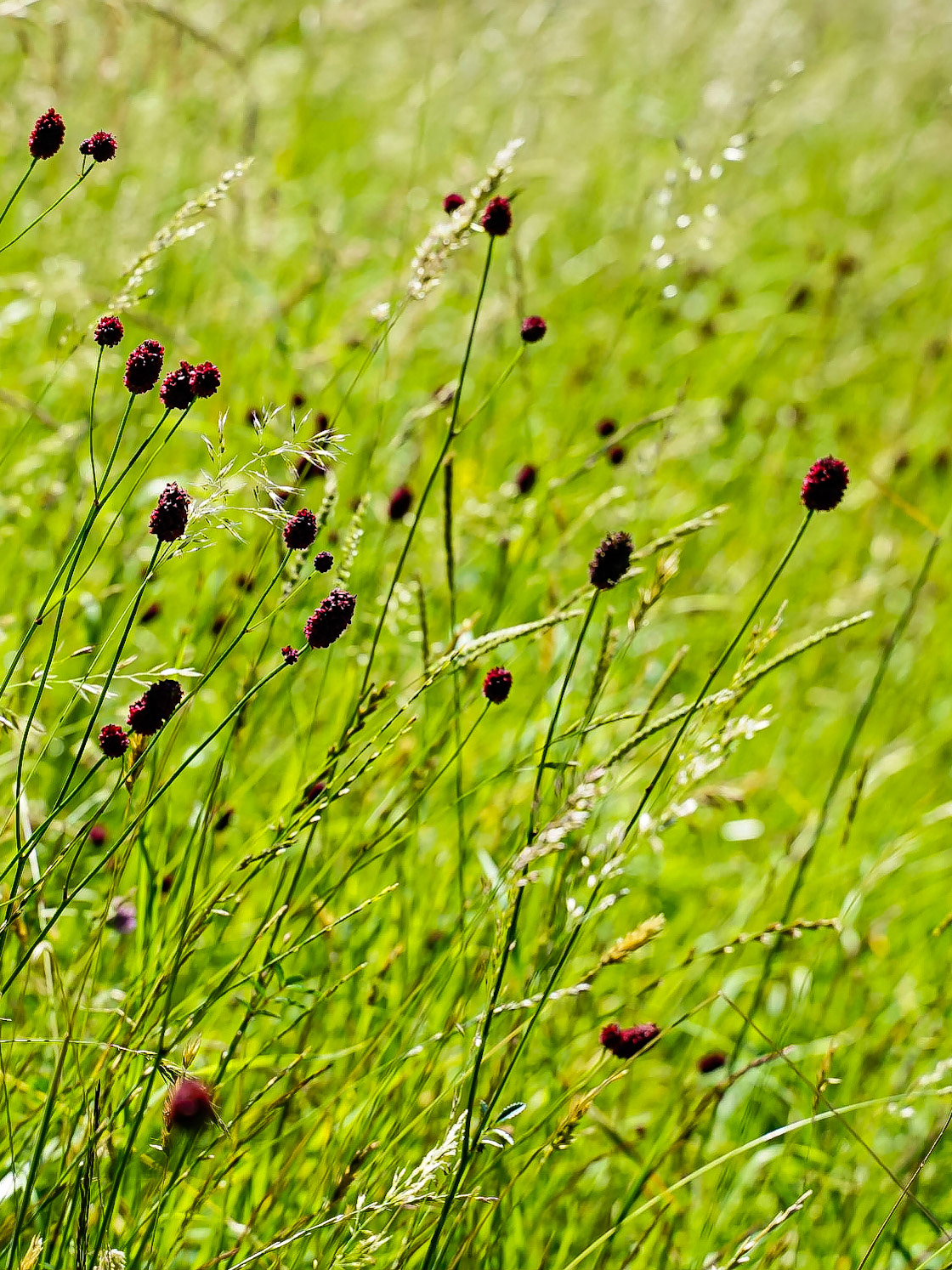 Sanguisorba officinalis - Pimprenelle officinale
