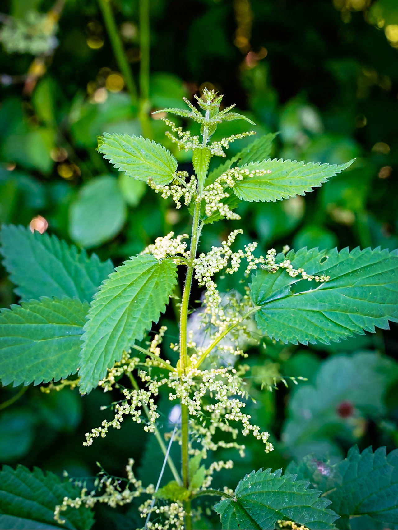 Urtica dioica - Ortie dioïque