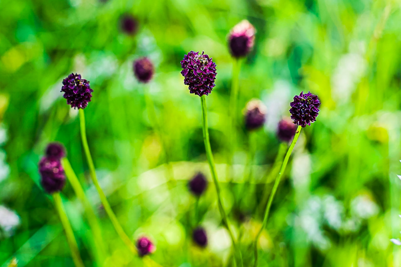 Sanguisorba officinalis - Pimprenelle officinale