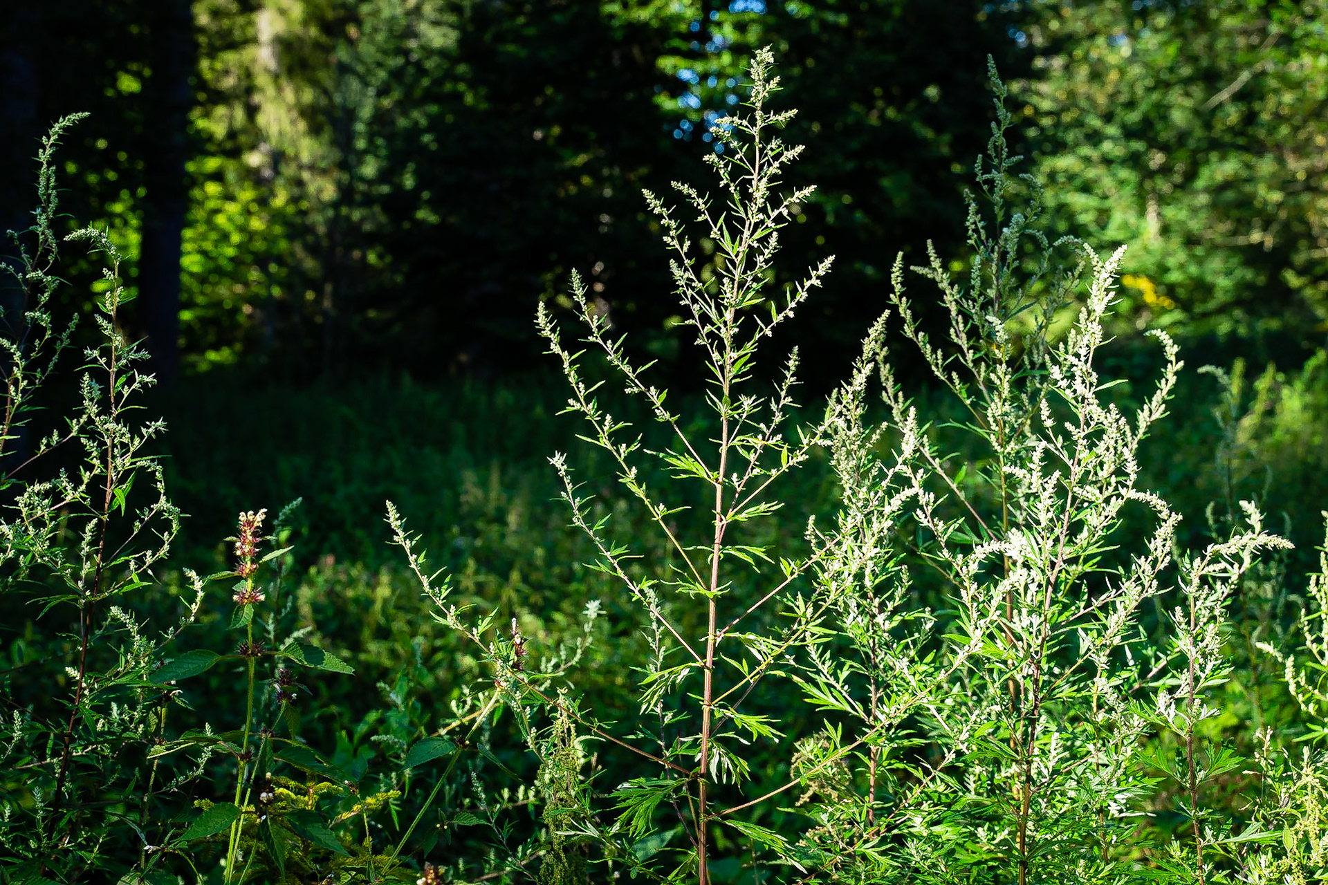 Artemisia vulgaris - Armoise commune