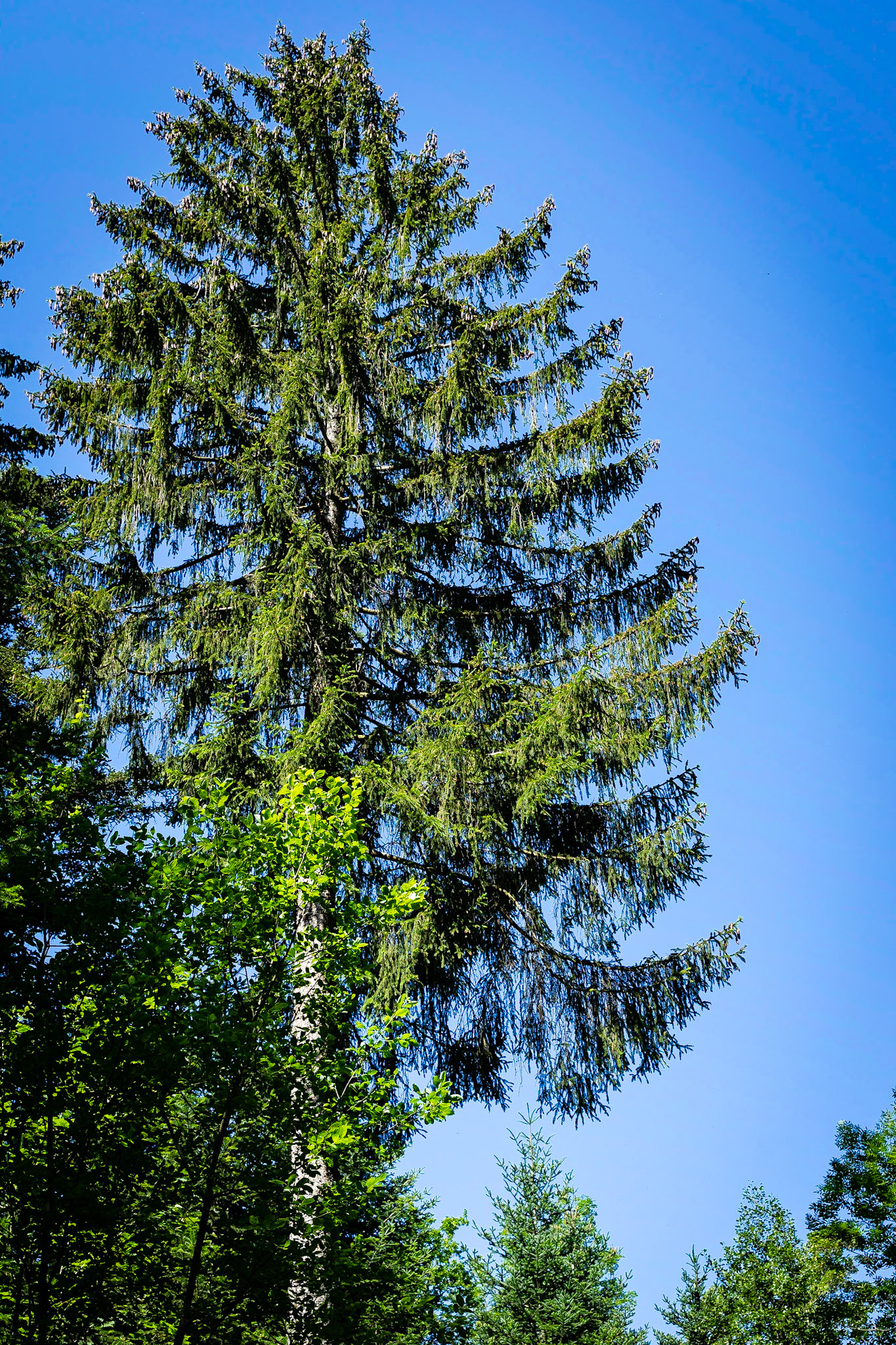 Picea abes - Epicéa commun