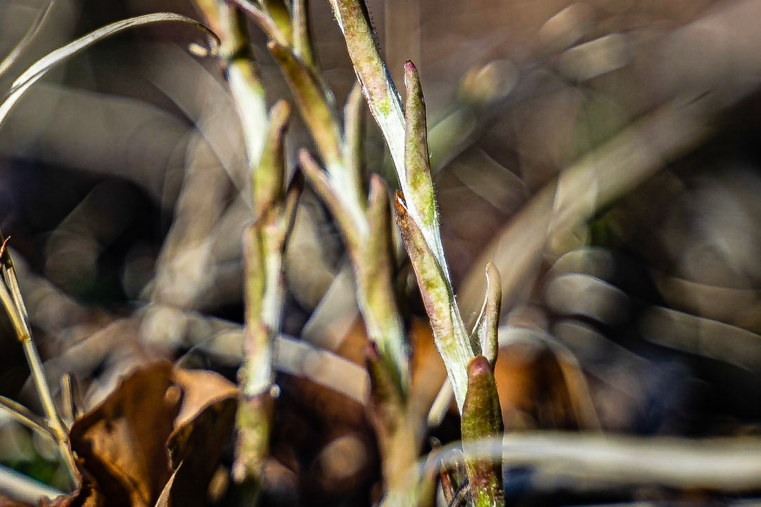 Tussilago farfara - Tussilage