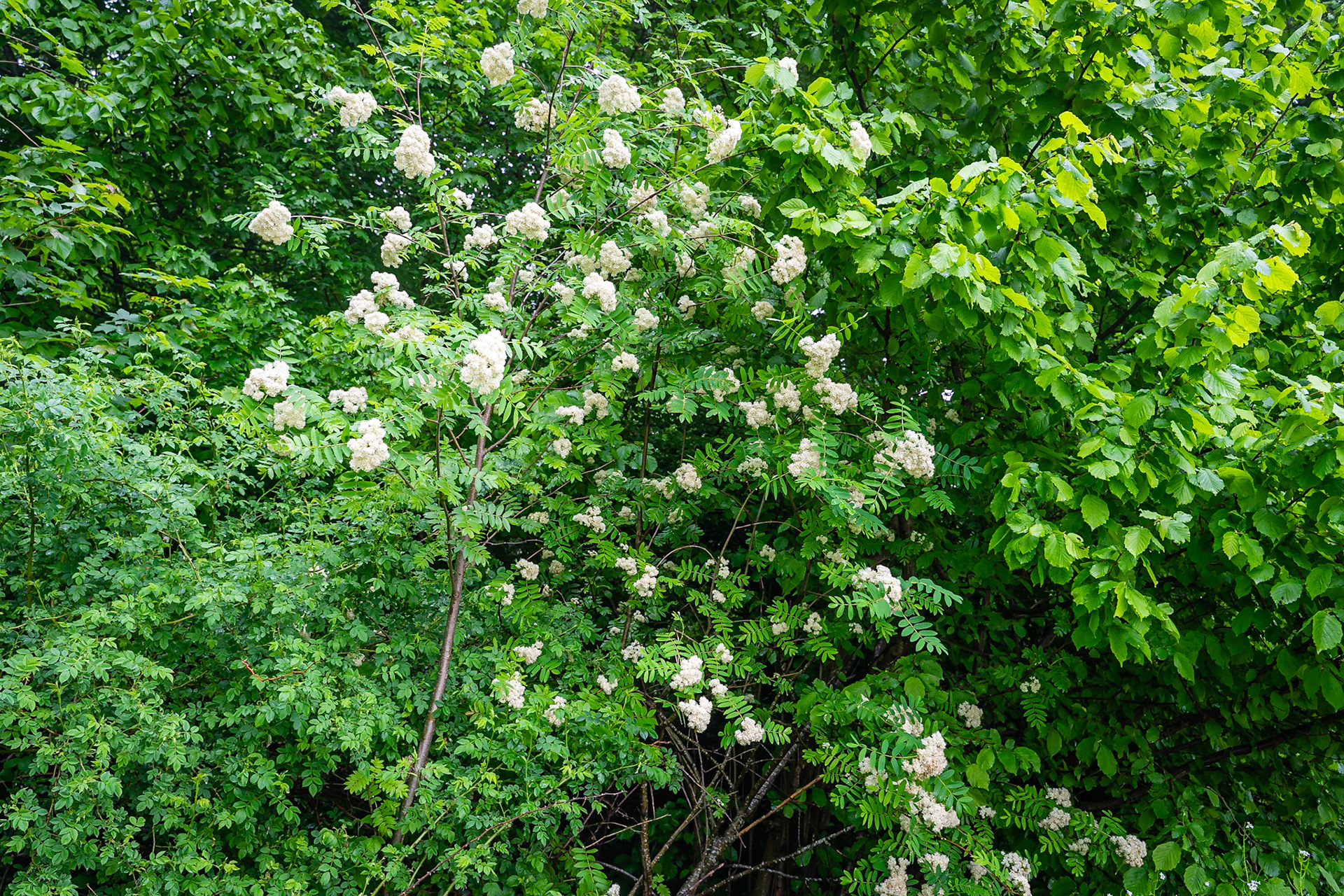 Sorbus aucuparia - Sorbier des oiseleurs