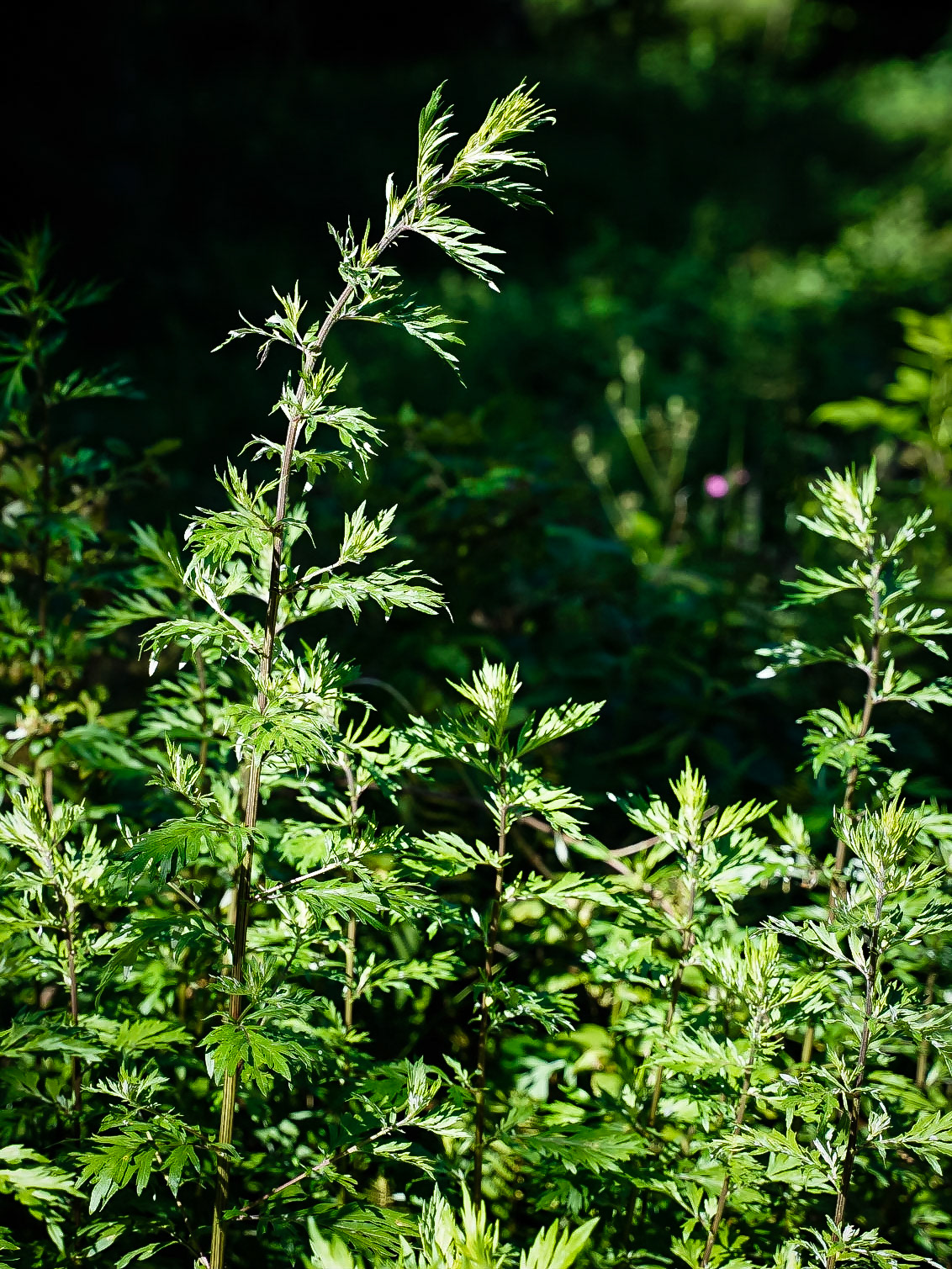 Artemisia vulgaris - Armoise commune
