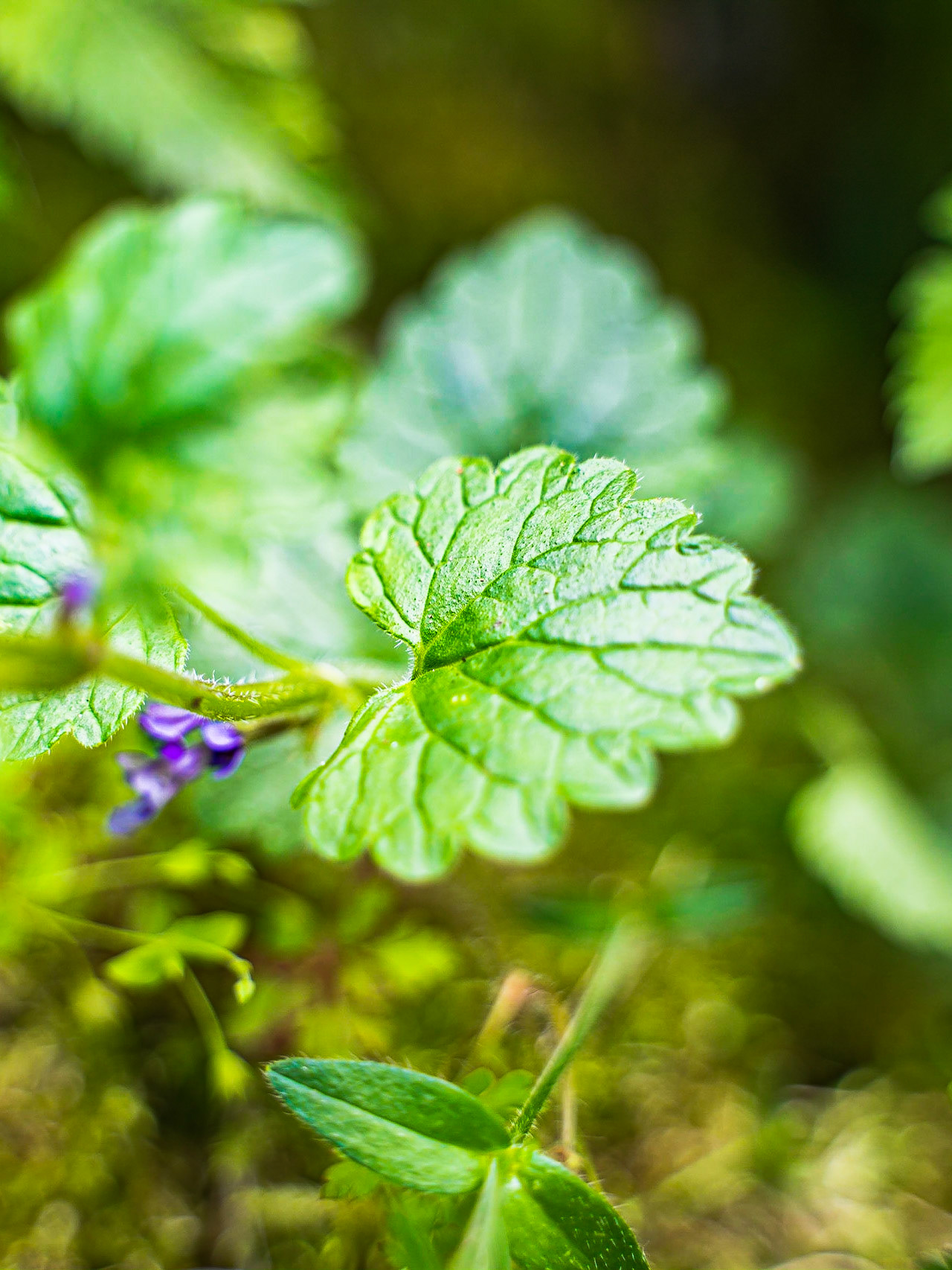 Glechoma hederacea - Lierre terrestre