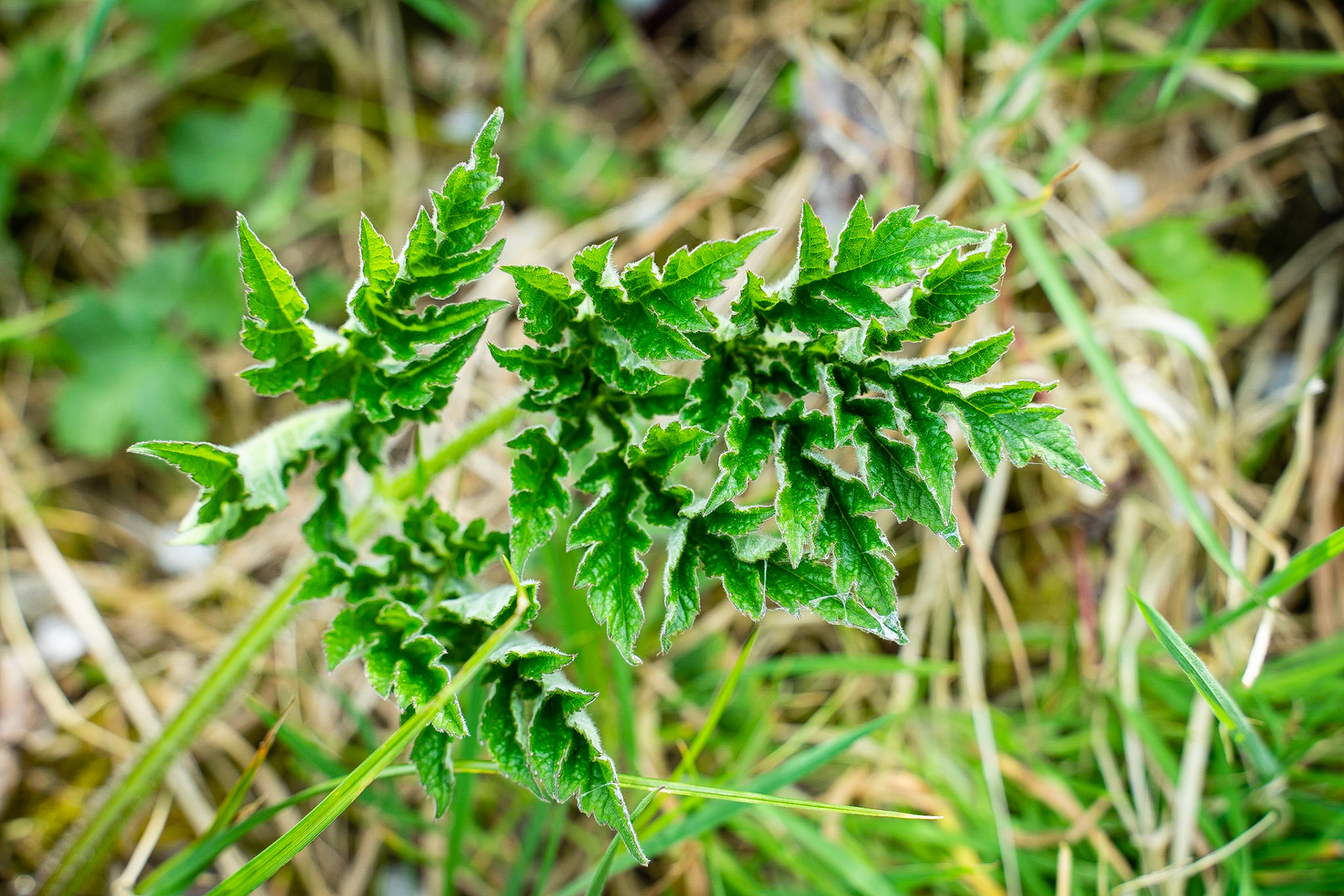 Heracleum sphondylium - Berce des prés