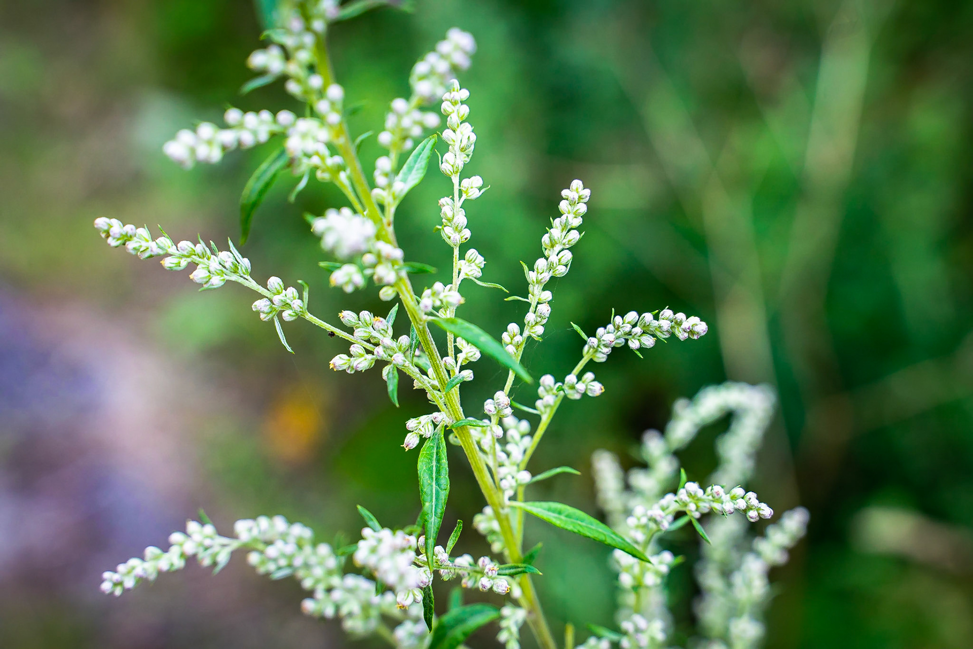 Artemisia vulgaris - Armoise commune